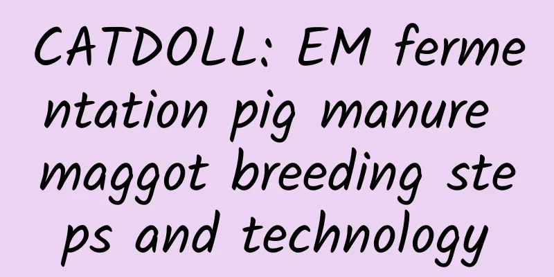 CATDOLL: EM fermentation pig manure maggot breeding steps and technology