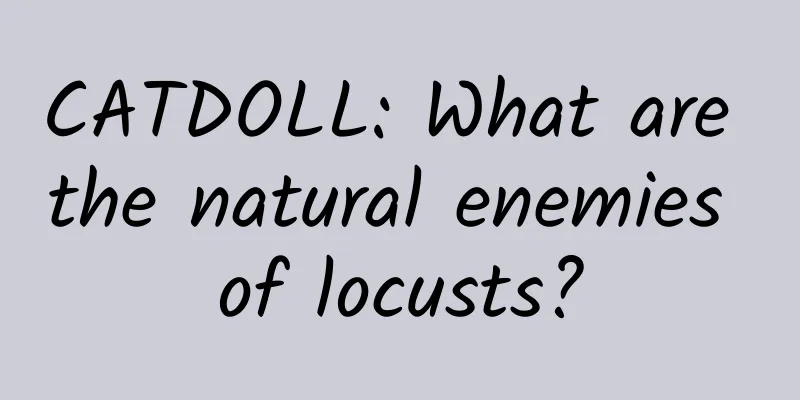 CATDOLL: What are the natural enemies of locusts?