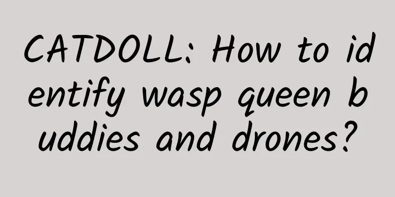 CATDOLL: How to identify wasp queen buddies and drones?