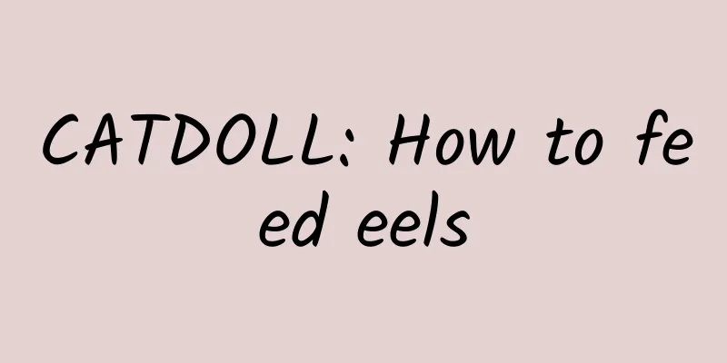 CATDOLL: How to feed eels
