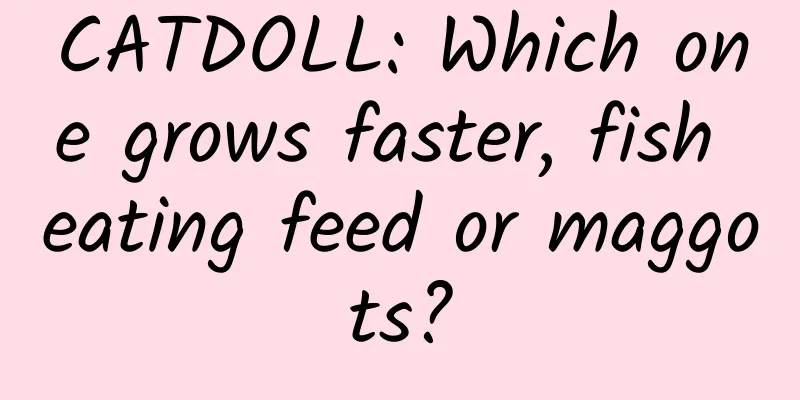 CATDOLL: Which one grows faster, fish eating feed or maggots?