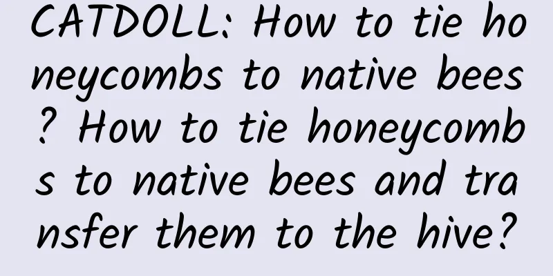 CATDOLL: How to tie honeycombs to native bees? How to tie honeycombs to native bees and transfer them to the hive?
