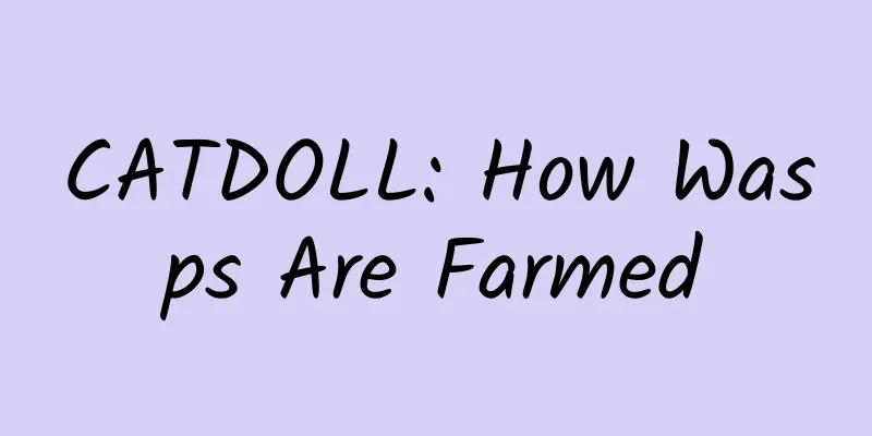 CATDOLL: How Wasps Are Farmed