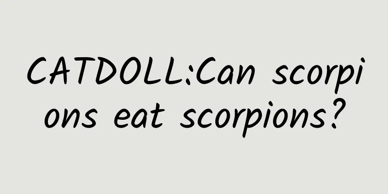 CATDOLL:Can scorpions eat scorpions?