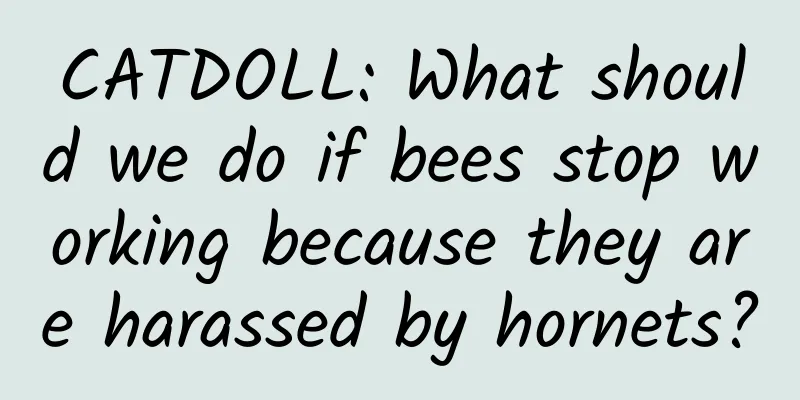 CATDOLL: What should we do if bees stop working because they are harassed by hornets?