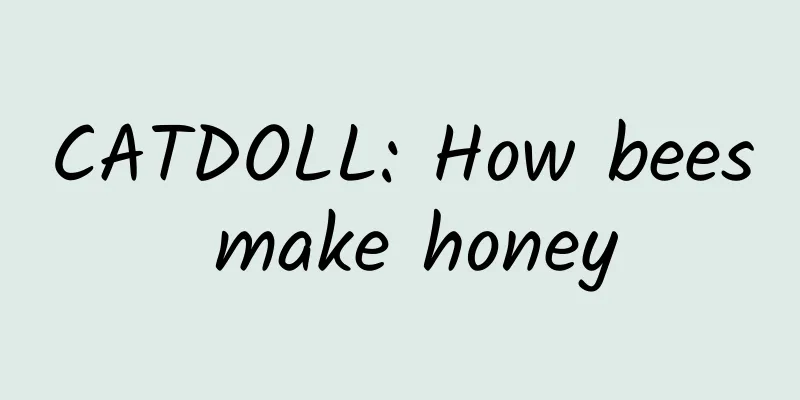 CATDOLL: How bees make honey