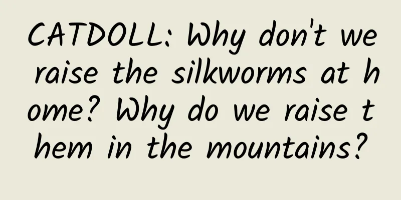 CATDOLL: Why don't we raise the silkworms at home? Why do we raise them in the mountains?