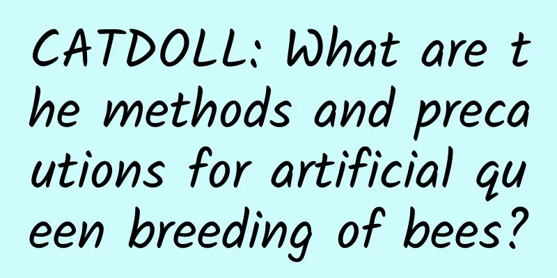 CATDOLL: What are the methods and precautions for artificial queen breeding of bees?