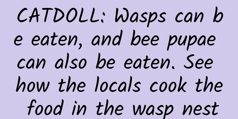 CATDOLL: Wasps can be eaten, and bee pupae can also be eaten. See how the locals cook the food in the wasp nest