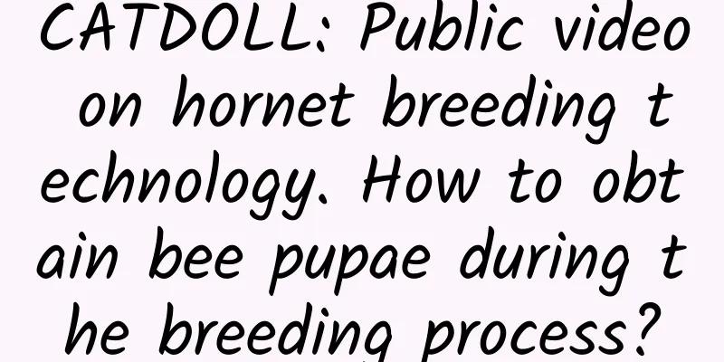 CATDOLL: Public video on hornet breeding technology. How to obtain bee pupae during the breeding process?