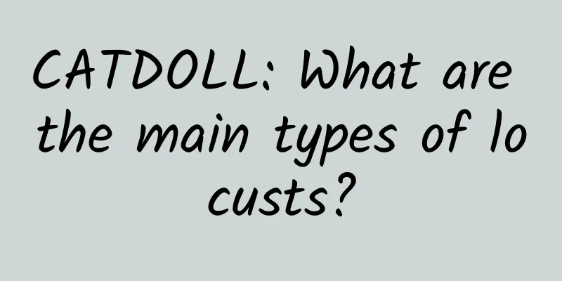 CATDOLL: What are the main types of locusts?