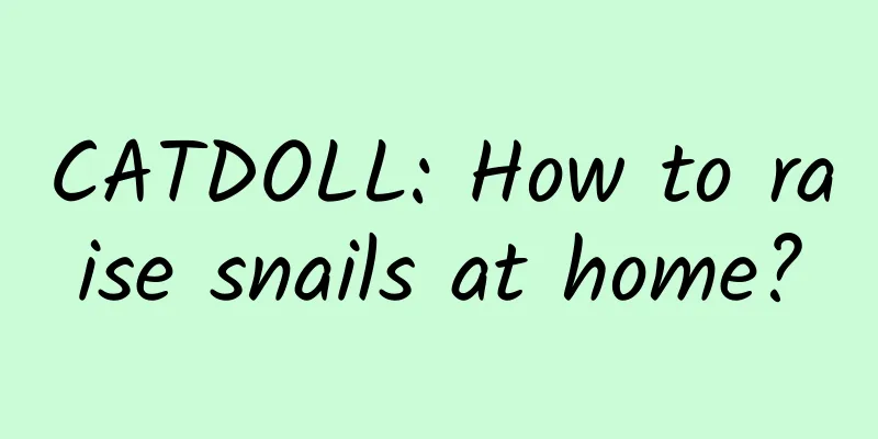 CATDOLL: How to raise snails at home?