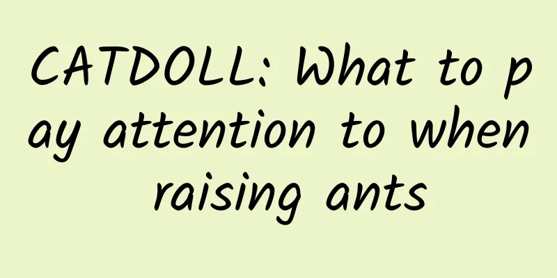 CATDOLL: What to pay attention to when raising ants