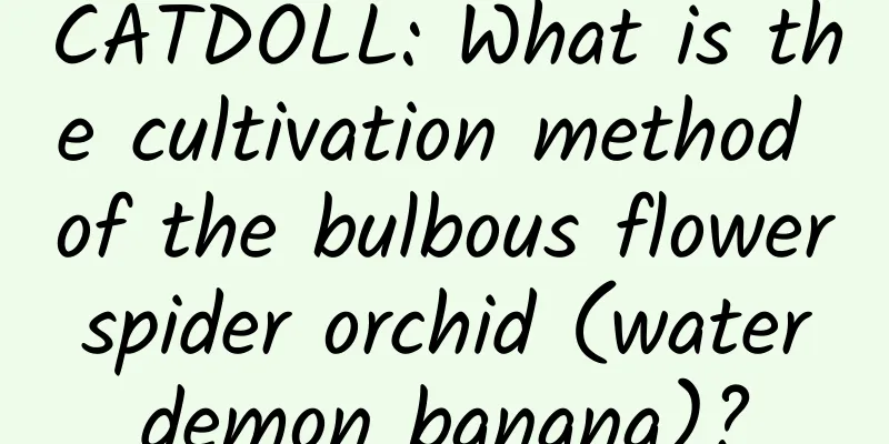CATDOLL: What is the cultivation method of the bulbous flower spider orchid (water demon banana)?