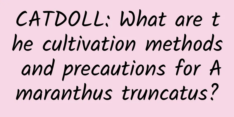 CATDOLL: What are the cultivation methods and precautions for Amaranthus truncatus?