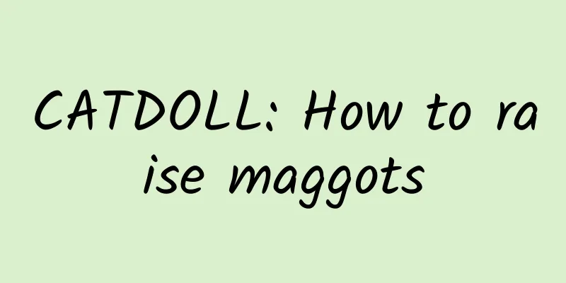 CATDOLL: How to raise maggots