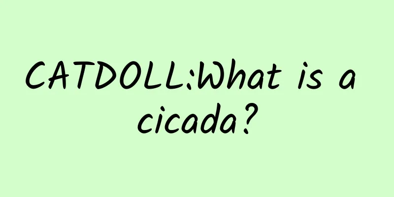 CATDOLL:What is a cicada?