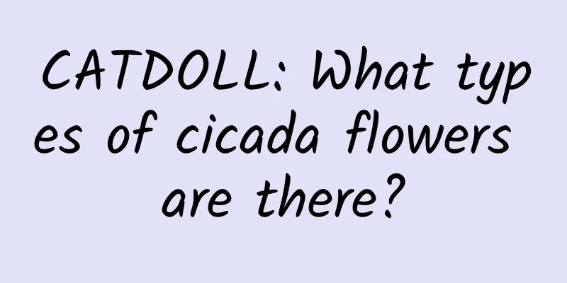 CATDOLL: What types of cicada flowers are there?