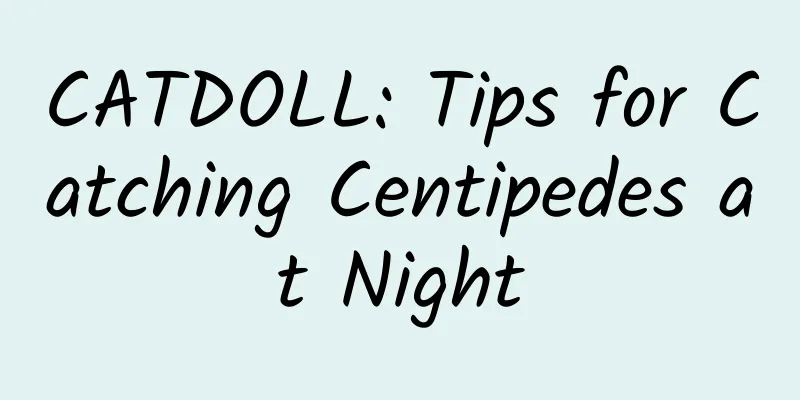 CATDOLL: Tips for Catching Centipedes at Night