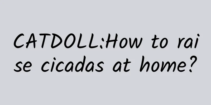 CATDOLL:How to raise cicadas at home?
