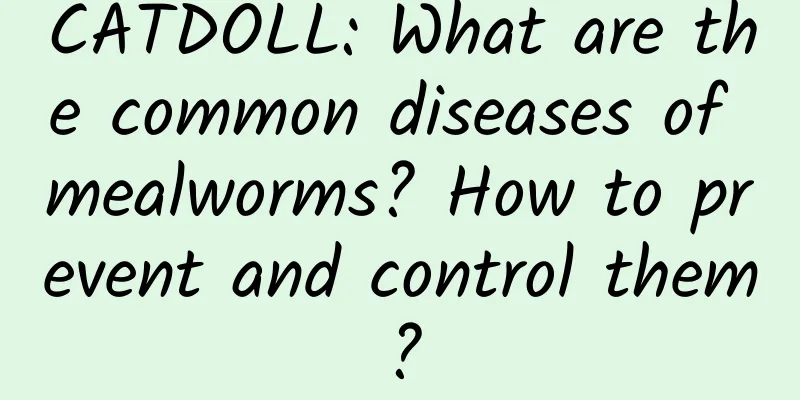 CATDOLL: What are the common diseases of mealworms? How to prevent and control them?