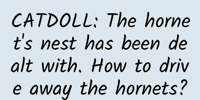 CATDOLL: The hornet's nest has been dealt with. How to drive away the hornets?