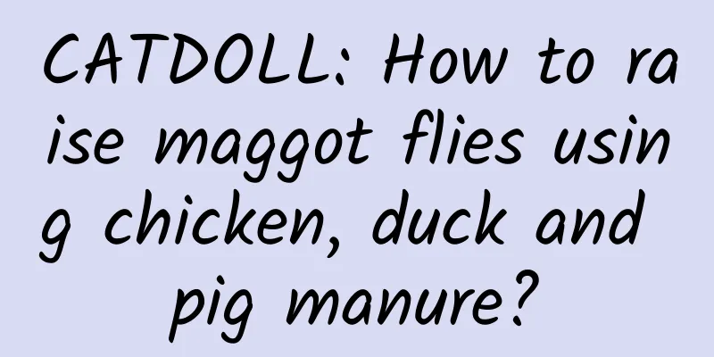 CATDOLL: How to raise maggot flies using chicken, duck and pig manure?