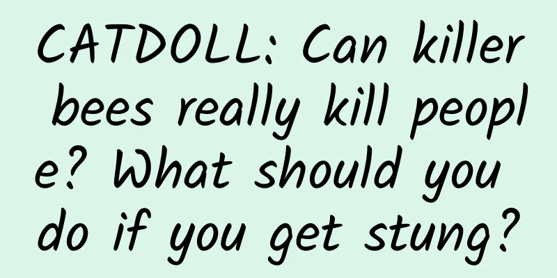CATDOLL: Can killer bees really kill people? What should you do if you get stung?