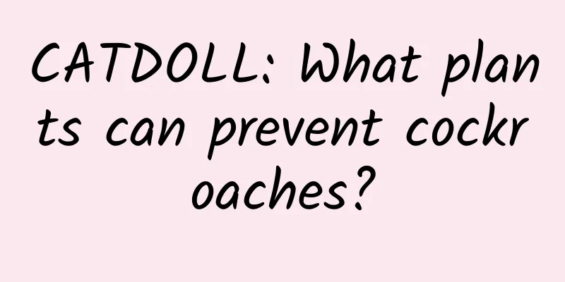 CATDOLL: What plants can prevent cockroaches?