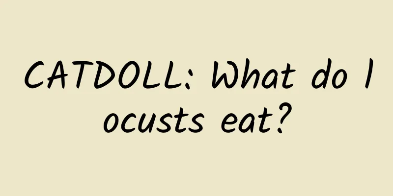 CATDOLL: What do locusts eat?