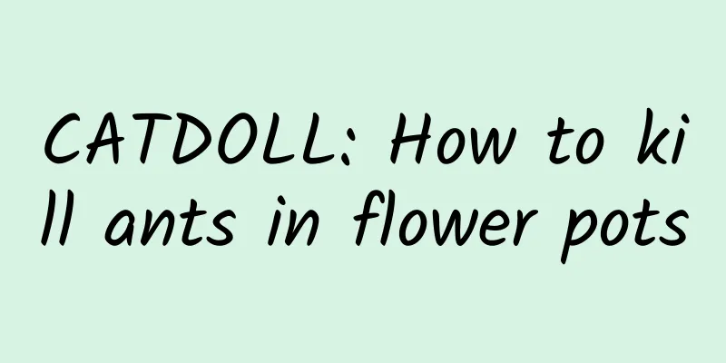 CATDOLL: How to kill ants in flower pots