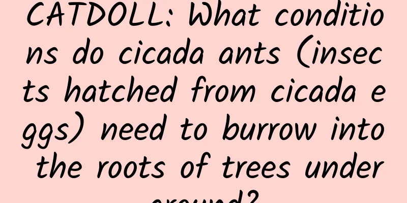 CATDOLL: What conditions do cicada ants (insects hatched from cicada eggs) need to burrow into the roots of trees underground?