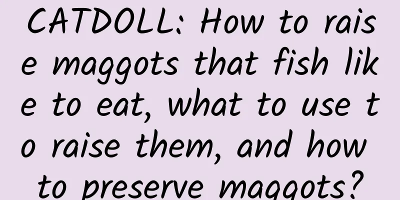 CATDOLL: How to raise maggots that fish like to eat, what to use to raise them, and how to preserve maggots?