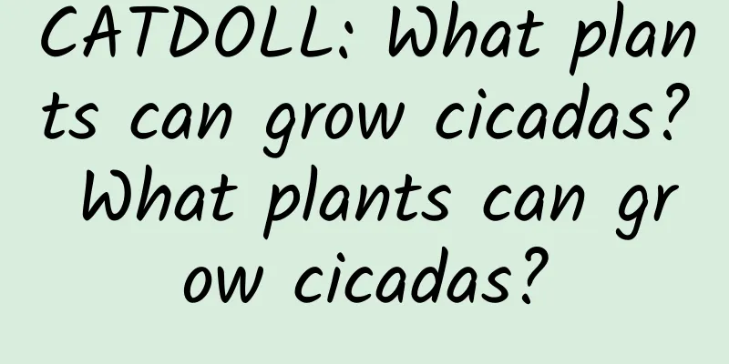 CATDOLL: What plants can grow cicadas? What plants can grow cicadas?