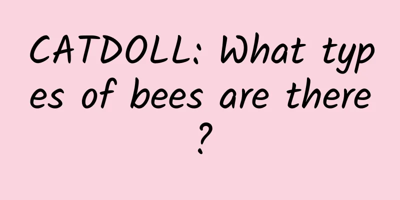 CATDOLL: What types of bees are there?