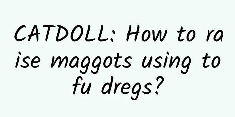 CATDOLL: How to raise maggots using tofu dregs?