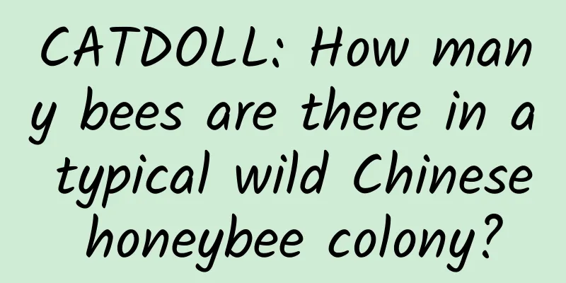 CATDOLL: How many bees are there in a typical wild Chinese honeybee colony?