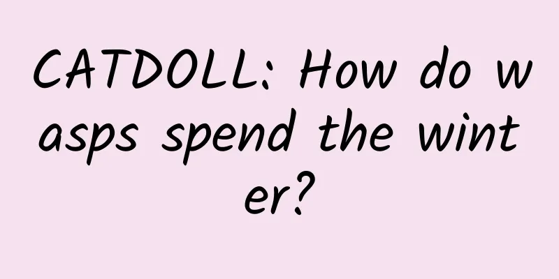 CATDOLL: How do wasps spend the winter?