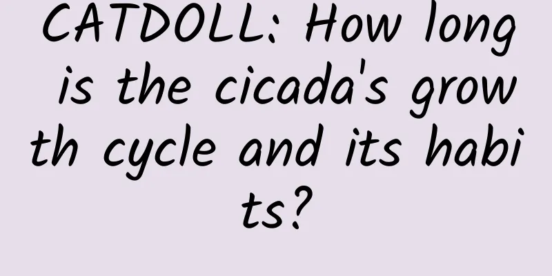 CATDOLL: How long is the cicada's growth cycle and its habits?