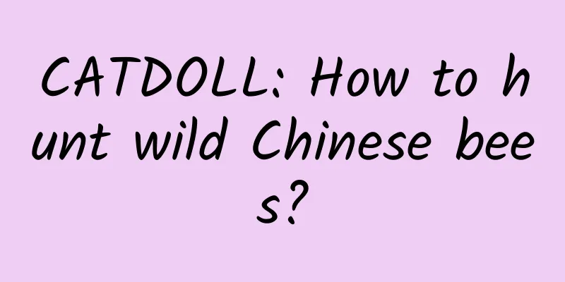 CATDOLL: How to hunt wild Chinese bees?