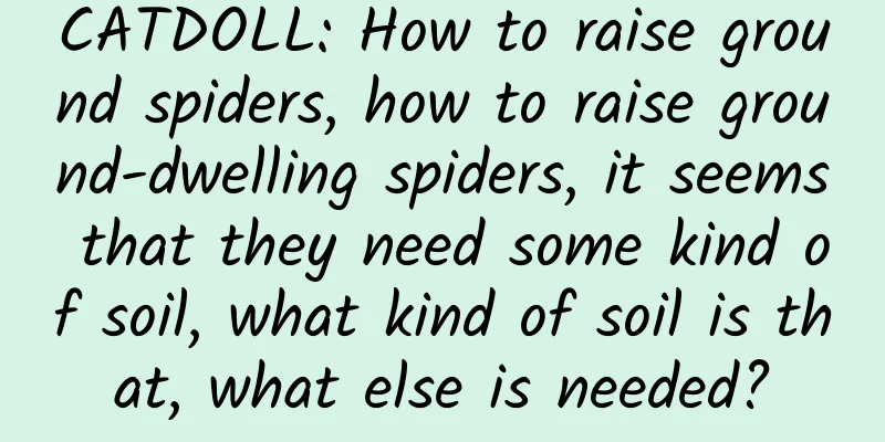 CATDOLL: How to raise ground spiders, how to raise ground-dwelling spiders, it seems that they need some kind of soil, what kind of soil is that, what else is needed?