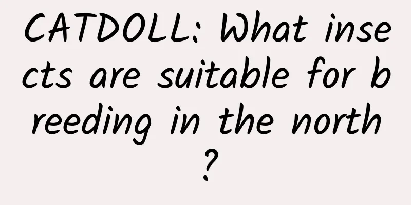CATDOLL: What insects are suitable for breeding in the north?