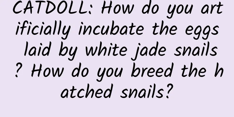 CATDOLL: How do you artificially incubate the eggs laid by white jade snails? How do you breed the hatched snails?