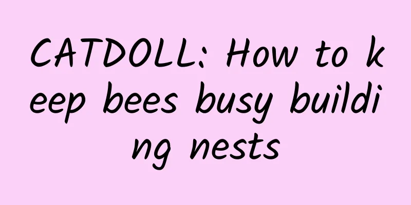 CATDOLL: How to keep bees busy building nests
