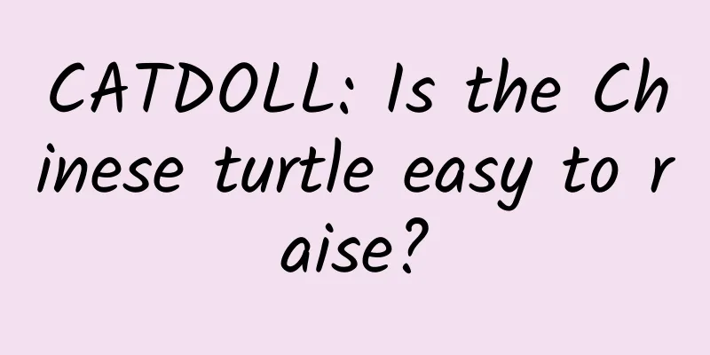CATDOLL: Is the Chinese turtle easy to raise?