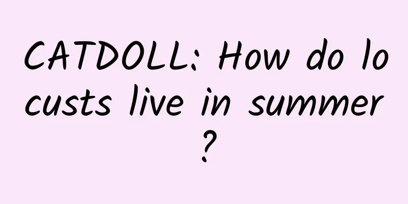 CATDOLL: How do locusts live in summer?