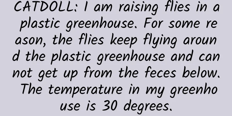 CATDOLL: I am raising flies in a plastic greenhouse. For some reason, the flies keep flying around the plastic greenhouse and cannot get up from the feces below. The temperature in my greenhouse is 30 degrees.