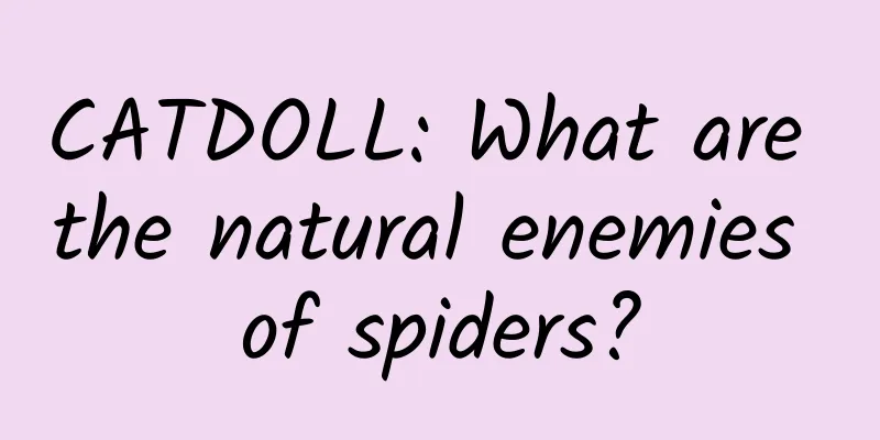 CATDOLL: What are the natural enemies of spiders?