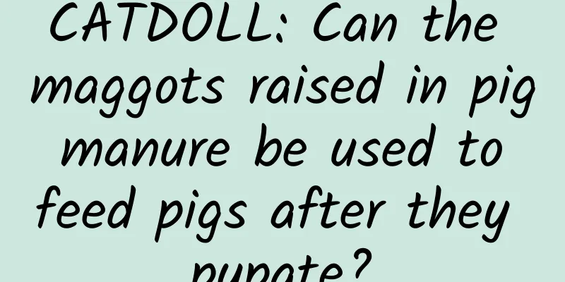 CATDOLL: Can the maggots raised in pig manure be used to feed pigs after they pupate?