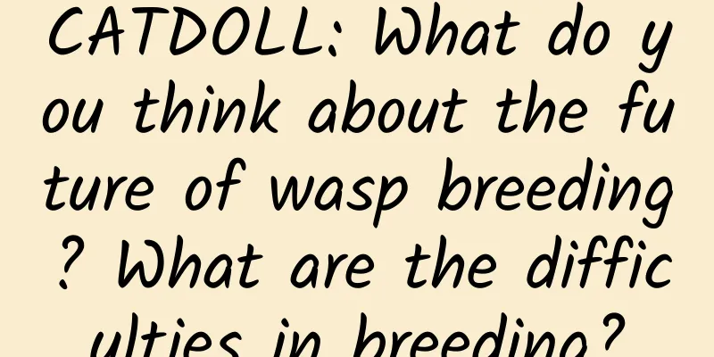 CATDOLL: What do you think about the future of wasp breeding? What are the difficulties in breeding?